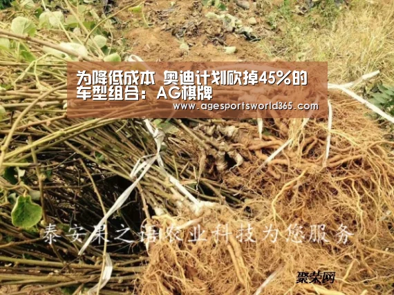 AG篮球